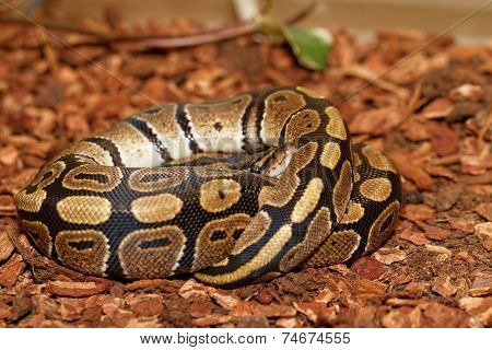 Ball Python (python Regius)