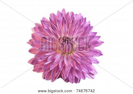 Lilac flower
