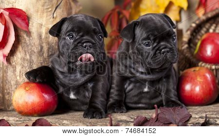 French bulldog and aplle