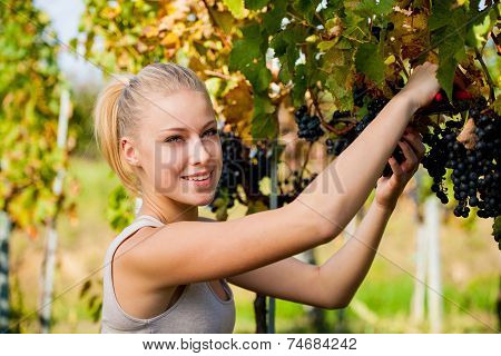 Beautiful Young Blonde Woamn Harvesting Grapes In Vineyard
