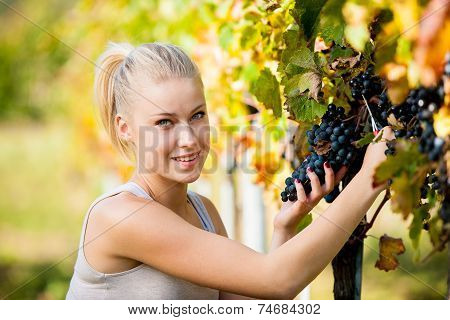 Beautiful Young Blonde Woamn Harvesting Grapes In Vineyard