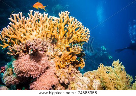Tropical Anthias fish with net fire corals on Red Sea reef underwater