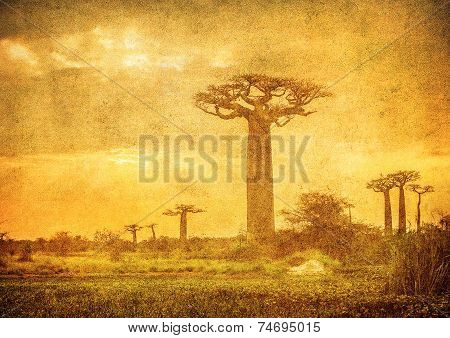 Vintage Image Of Baobabs Avenue, Madagascar