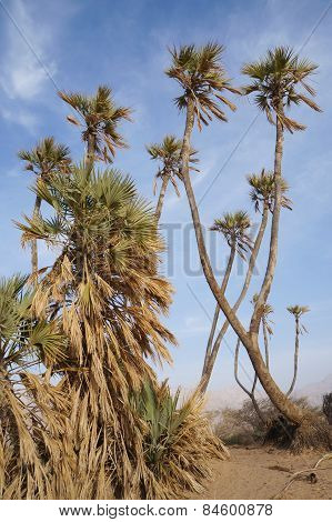 Doum palm trees