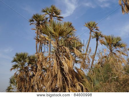 Doum palm trees