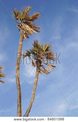 Doum palm trees