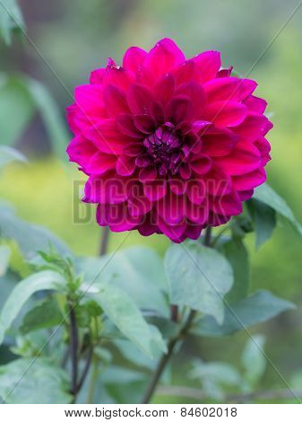 Red Flower