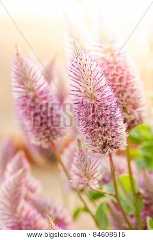 Ptilotus Exaltatus (joey) Flower
