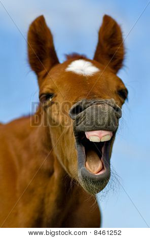 Laughing Horse