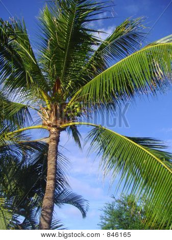CoconutTree