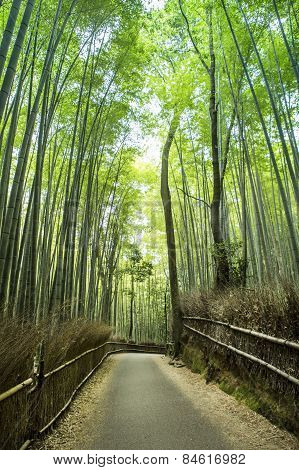 A large bamboo grove in Kyoto, Japan