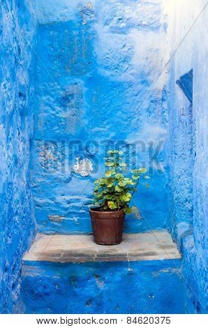 Santa Catalina flower pot
