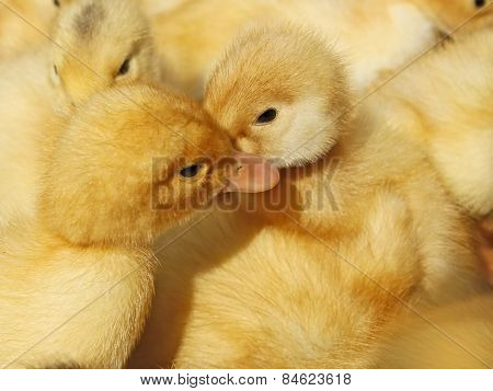 Two Small Ducklings In Herds