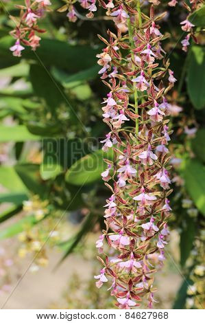 Flower Of Epidendrum Stamfordianum.