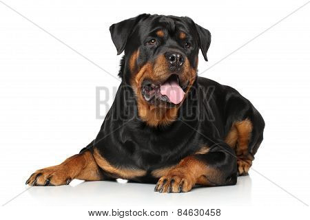 Rottweiler Dog On White Background