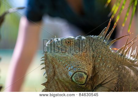 portrait of tropical iguana