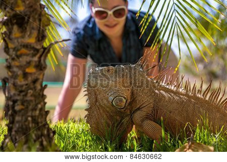 portrait of tropical iguana