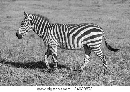 Zebra in the grasslands