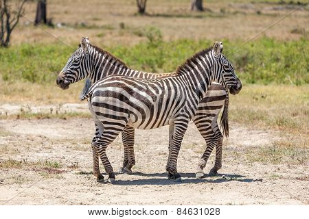 Zebras in the grasslands