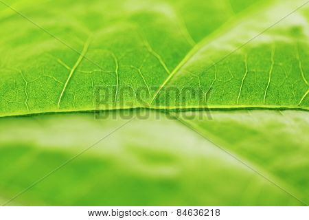 Fresh dreen leaf texture macro close-up