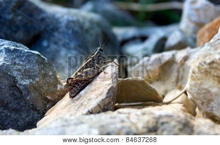cricket