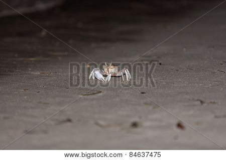 Crab on gray sand