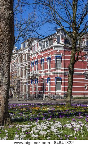 Colorful Crocusses In A Historical Street In Groningen