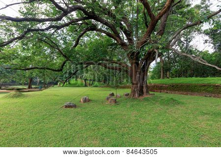 Big ficus tree in Sigiriya Garden