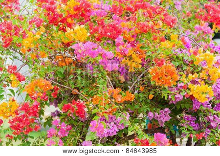 Beautiful flowers tree in thailand