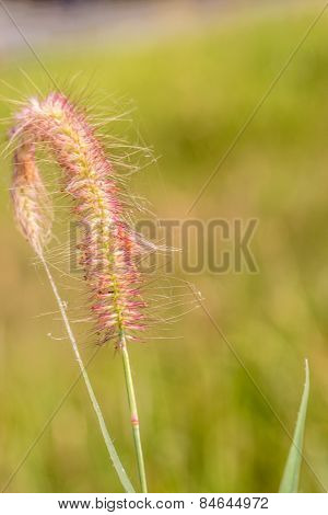 Closeup Gramineae Grass