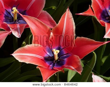Tulipán