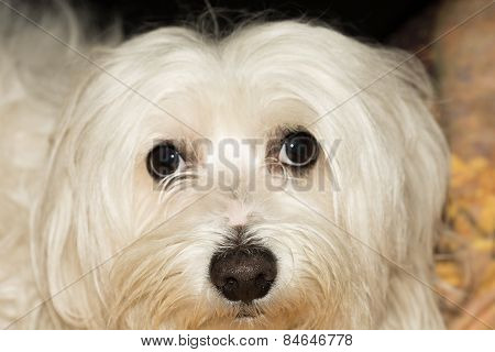 Maltese Dog Breed.