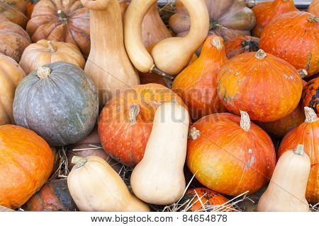 pumpkins, market in Forcalquier, Provence, France