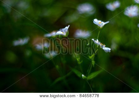 White Wild Flowers - Chickweed
