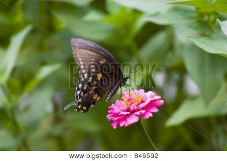 borboleta em flor