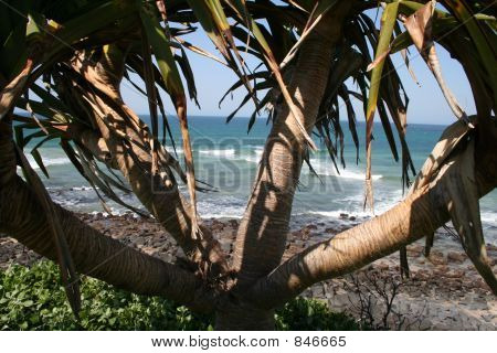Pandanus puu 