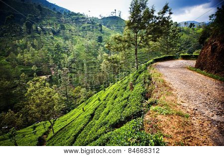 Tea plantation landscape in Sri Lanka
