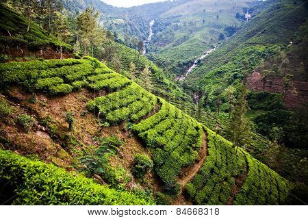 Tea plantation landscape in Sri Lanka