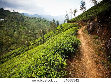 Tea plantation landscape in Sri Lanka