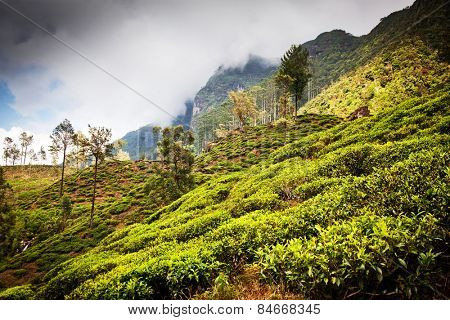 Tea plantation landscape in Sri Lanka