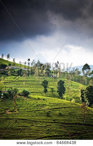 Tea plantation landscape in Sri Lanka