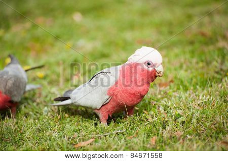 Galah cockatoo (Eolophus roseicapilla) is a common parrot of Australia. On the picture he is looking for seeds