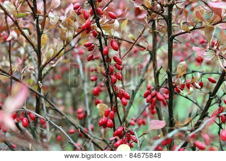 Berries Of Barberry