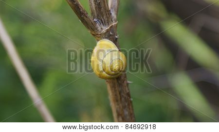 yellow slug