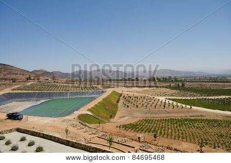 ENSENADA, BAJA CALIFORNIA, MEXICO- MARCH 21, 2015: View of a vineyard at Valle de Guadalupe. Ensenada, Baja California, México. 90% of Mexico's wine comes from this region.