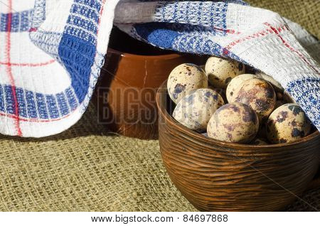 eggs of quail