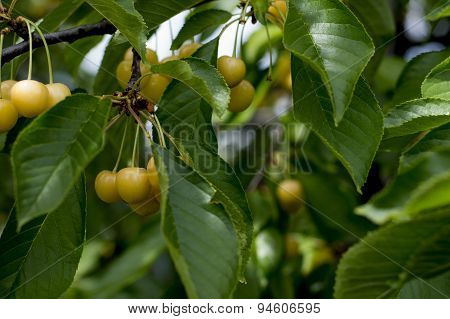 Branch Of White Sweet Cherry On A Tree In June