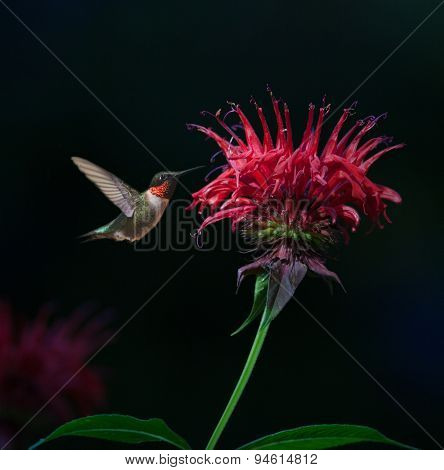 Ruby-throated Hummingbird On Bee Balm
