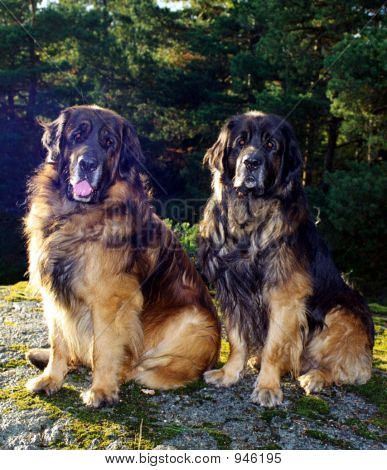 Due Leonbergers