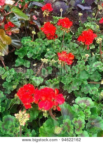 Red flower